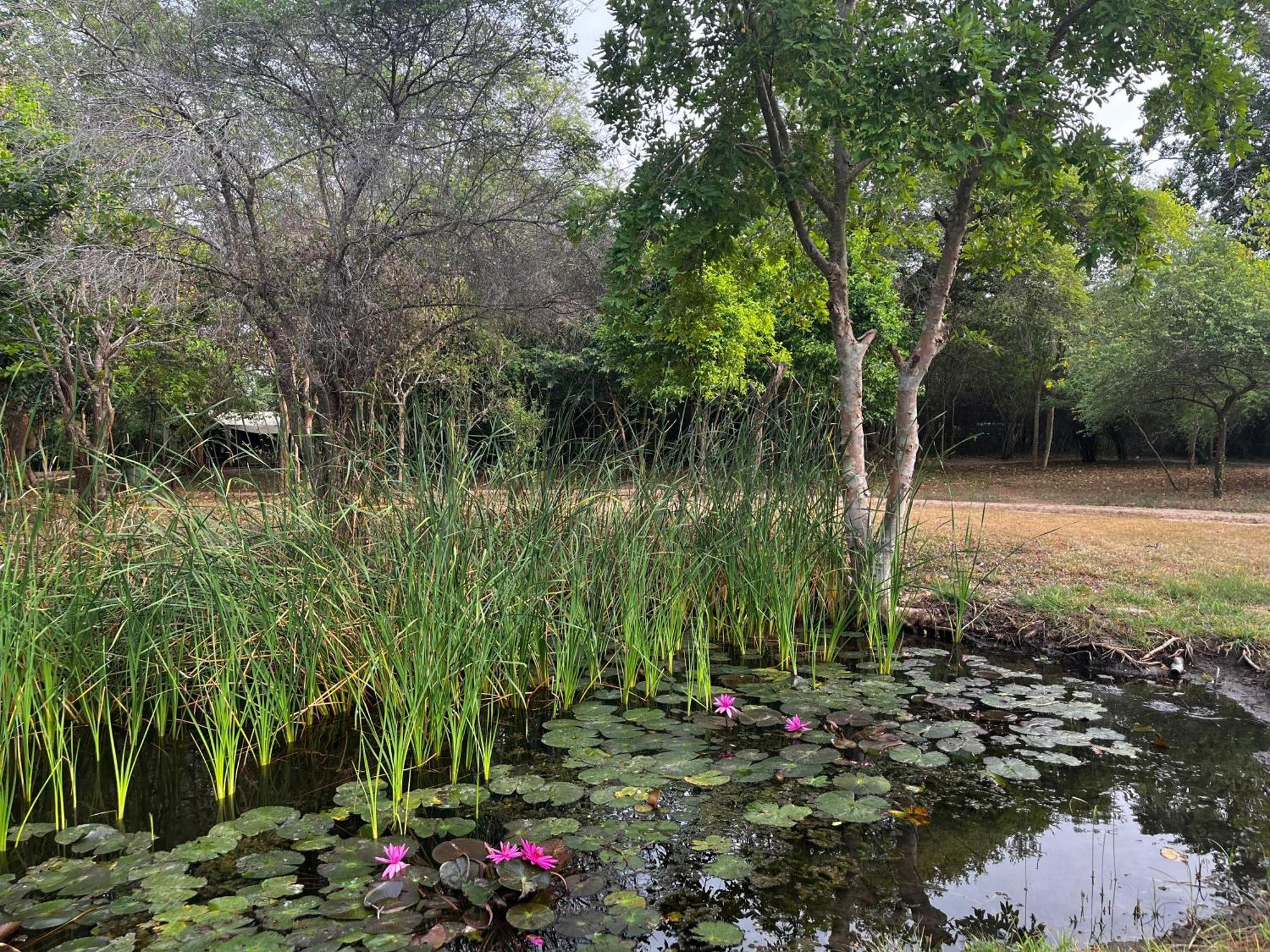 Mahoora Wilpattu - By Eco Team Hotel Exterior photo